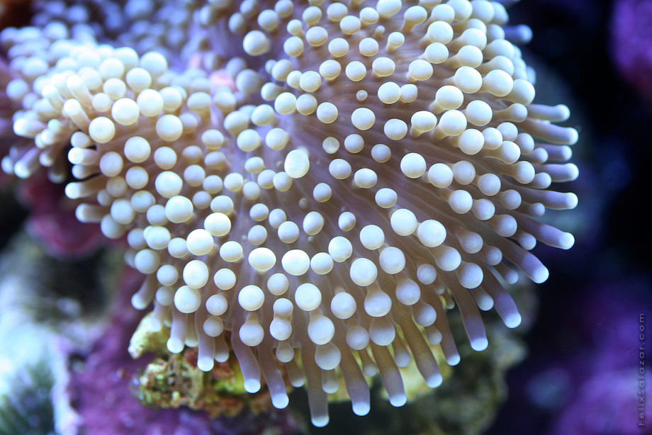 macro-corals-reef-felix-salazar10