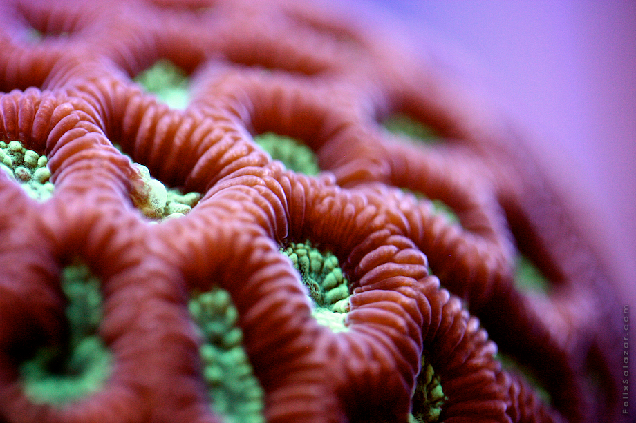 macro-corals-reef-felix-salazar4