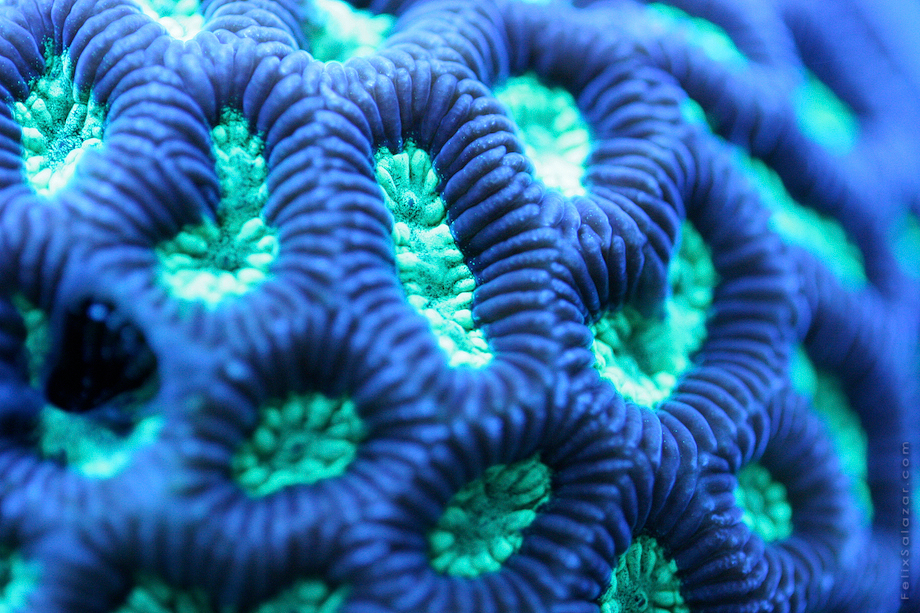 macro-corals-reef-felix-salazar5