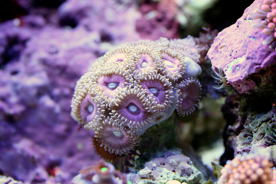 macro-corals-reef-felix-salazar8