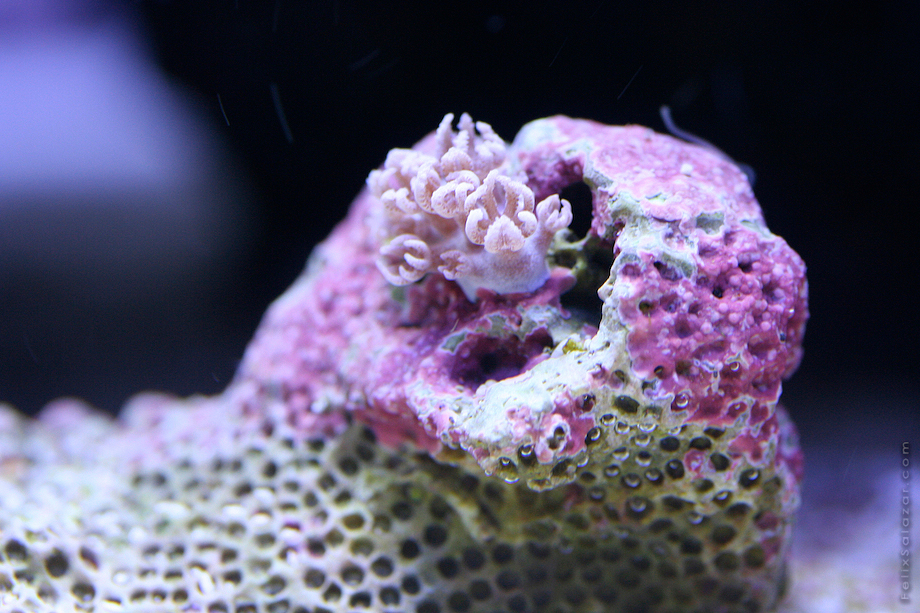 macro-corals-reef-felix-salazar9