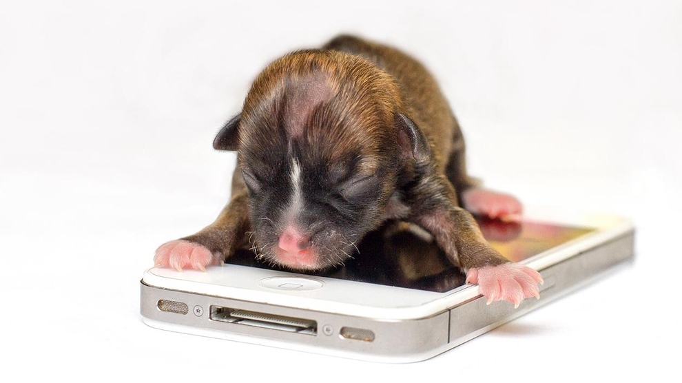 World's smallest puppy