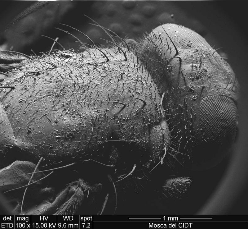 fly-under-microscope-ivan-jimenez-boone