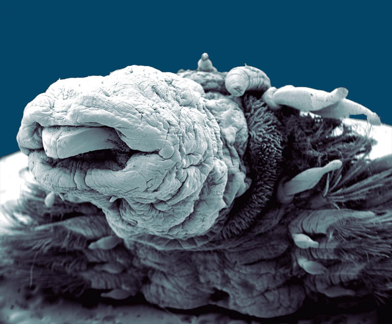 hydrothermal-worm-macro-philippe-craqssous