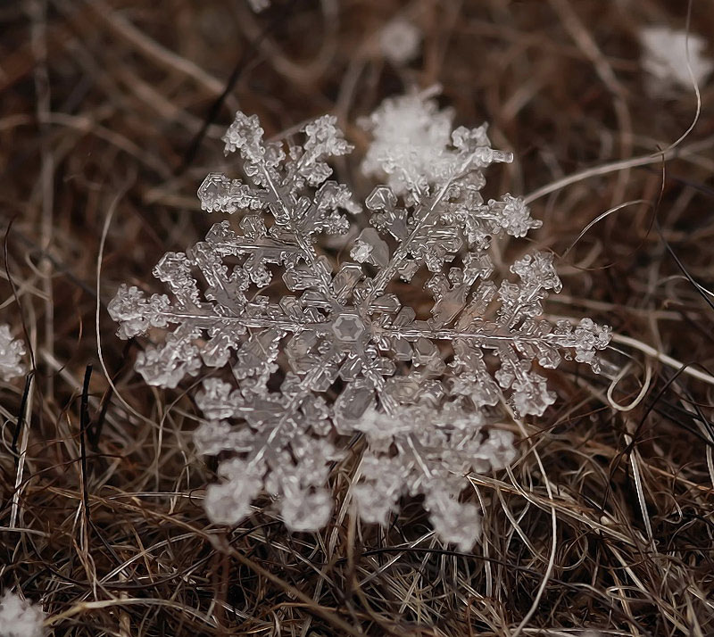 macro-photograph-of-a-snowflake-by-andrew-osokin-1