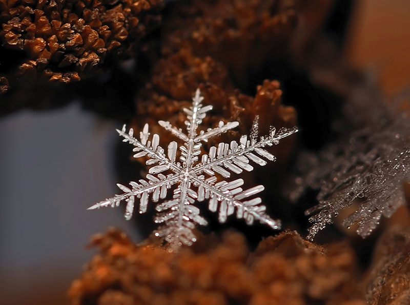 macro-photograph-of-a-snowflake-by-andrew-osokin-3