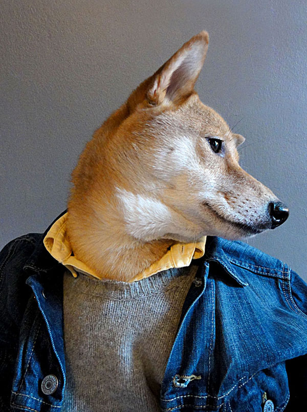 menswear-dog-dressed-in-clothes-fashion-look-book-3