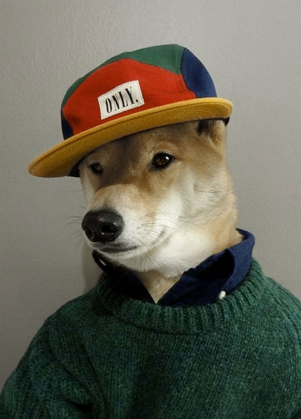 menswear-dog-dressed-in-clothes-fashion-look-book-8