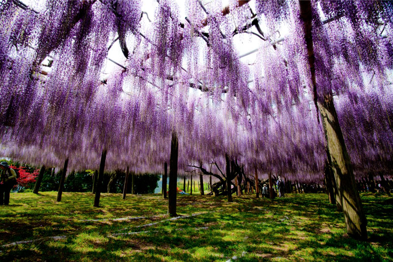 kawachi-fuji-garden-wisteria-tunnel-kitakyushu-japan-2
