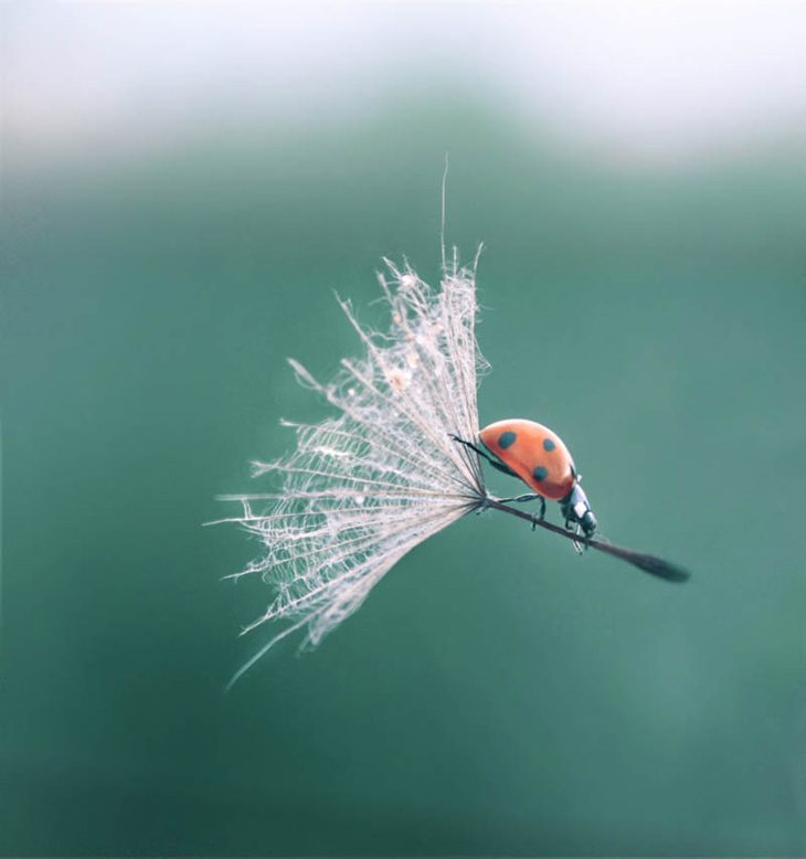 ladybug-landing-with-style