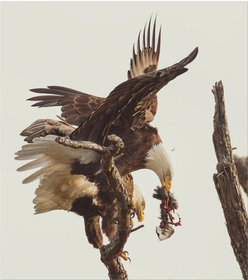 10Smithsonian-photo-contest-naturalworld-bald-eagle-carnage-eating-don-holland