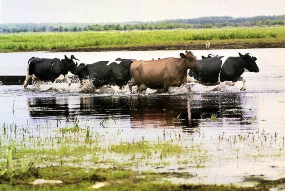 Biebrza River, Biebrza National Park - Brzostowo village is famous for "happy cows" eco-program / Agnieszka Sadowska / Agencja Gazeta