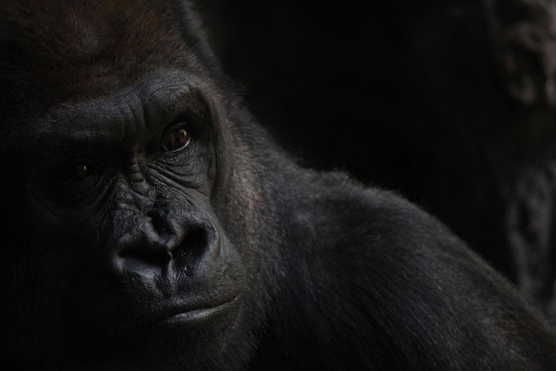 3smithsonian-photo-contest-naturalworld-gorilla-portrait-vanessa-bartlett
