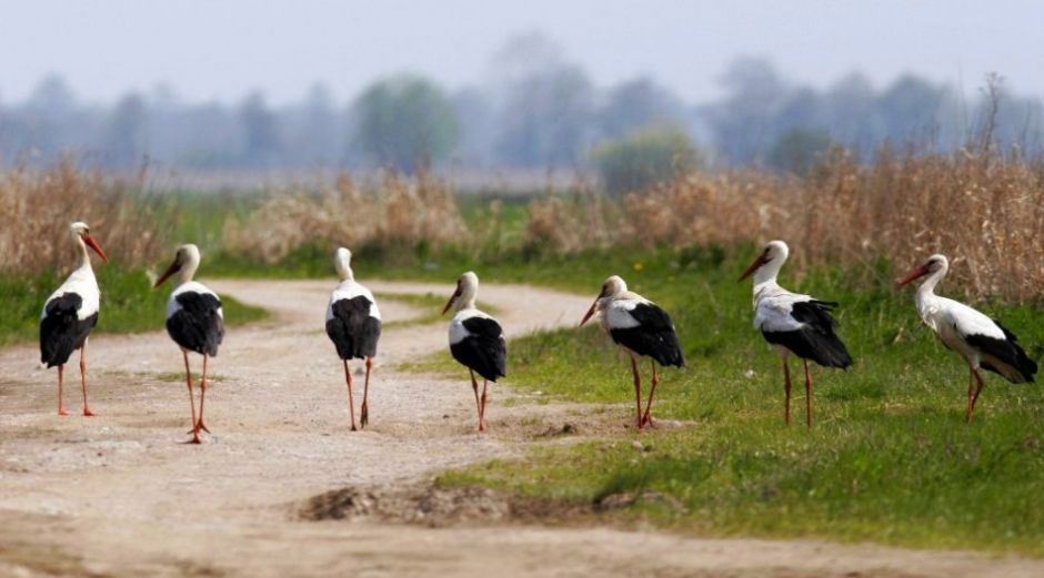 Biebrza River, Biebrza National Park - a walking colony of white storks / Piotr Skórnicki / Agencja Gazeta