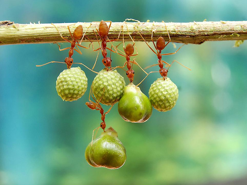9smithsonian-photo-contest-naturalworld-bird-ants-eating-acrobats-eko-adiyanto