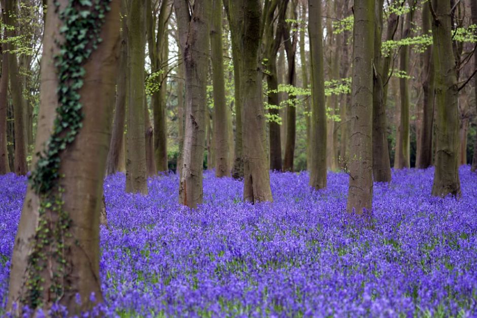 Bluebells at Badbury Hill. BBC wrote, “The brevity of the bloom gives the sense of the circus coming to town for a few days only. Transience is everywhere at play: in the way that the light falls and changes the color of the woodland floor. When the sun’s high at noon, there’s a sapphire dazzle that leaves an imprint on your retina when you look away. The poet Gerald Manley Hopkins was fascinated by bluebells. He wrote of the ‘blue-buzzed haze’ and how ‘woodland banks wash wet like lakes’ lines that make instant sense when you visit a bluebell woodland like this one.” Photo by Paul Appleton