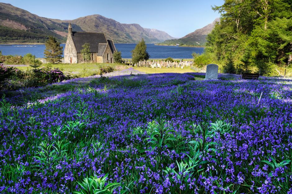 Bluebells in the highlands of Ballachulish, Scotland. Although these wildflowers can be planted, they are a woodland plant. So when you see bluebells in a field, it tends to mean that the area was once a woods before man moved it and cut it down. Off the coast of Pembrokeshire in southwestern Wales, beautiful bluebells bloom across the open fields of Skomer island which used to be wooded. Photo by Jim Monk