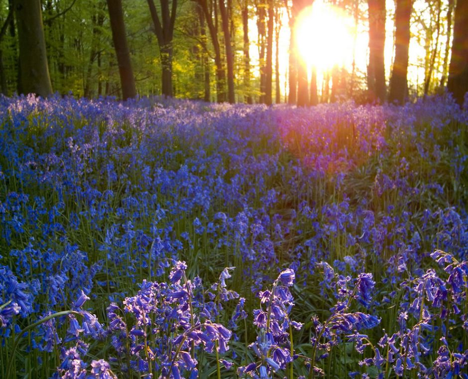 Bluebells in the evening. Mark Twain said, “You cannot depend on your eyes when your imagination is out of focus.” Photo by Christopher_Hawkins