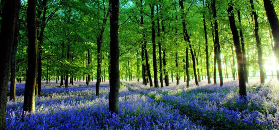 The photographer wrote, “The low sun was casting amazing long shadows between bright spears of light. There was quite a breeze too – and so the whole scene swayed and ‘breathed’. Taken in Ashridge Forest – just off the road to the Beacon. There are several acres of bluebells carpeting the entire forest floor.” Photo by Ken Douglas