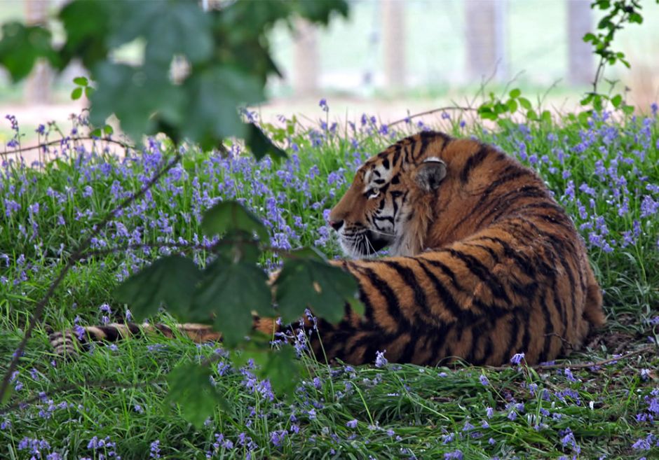 Not just dogs love the bluebells; this is Vladimir the Siberian Tiger relaxing in the bluebells at Yorkshire Wildlife Park. Photo by Rob Brooks