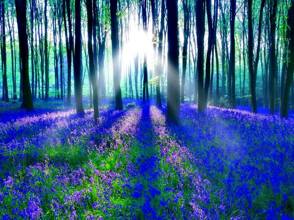 Sunlight on the enchanted forest. The symbolic meaning of bluebells “have long been symbolic of humility and gratitude. They are associated with constancy, gratitude and everlasting love.” Photo via 1ms