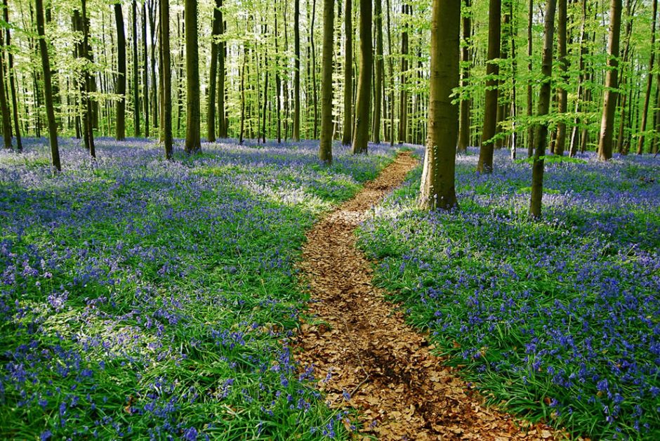The bluebells path at the end of an afternoon in Belgium. The bluebells of Halle’s woods has been called one of Belgium’s best kept secrets. Photo by Vincent Brassinne