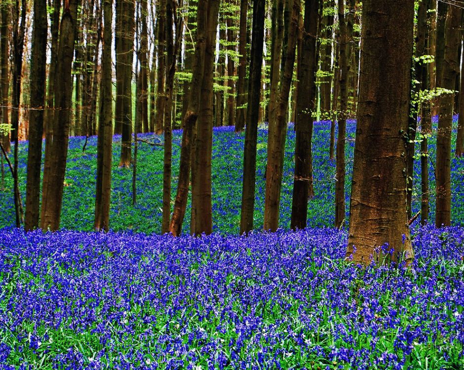 The photographer said bluebell time in the Belgium forest shows the “three layers of the enchanted Spring.” Photo by Vincent Brassinne