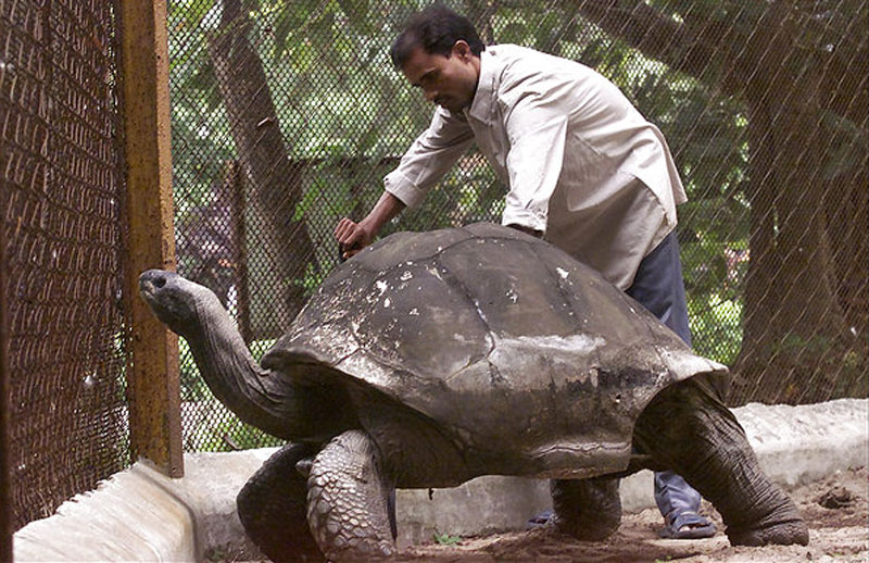 adwaita-aldabra-tortoise-oldest-in-the-world