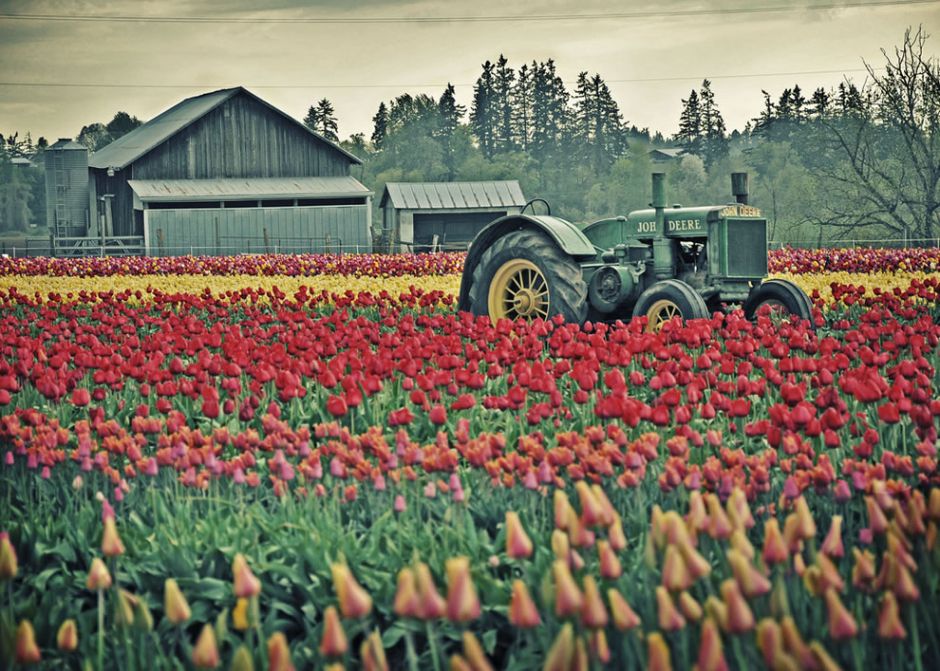 John Deere tractor parked in the Oregon tulip fields. Photo  by Misserion