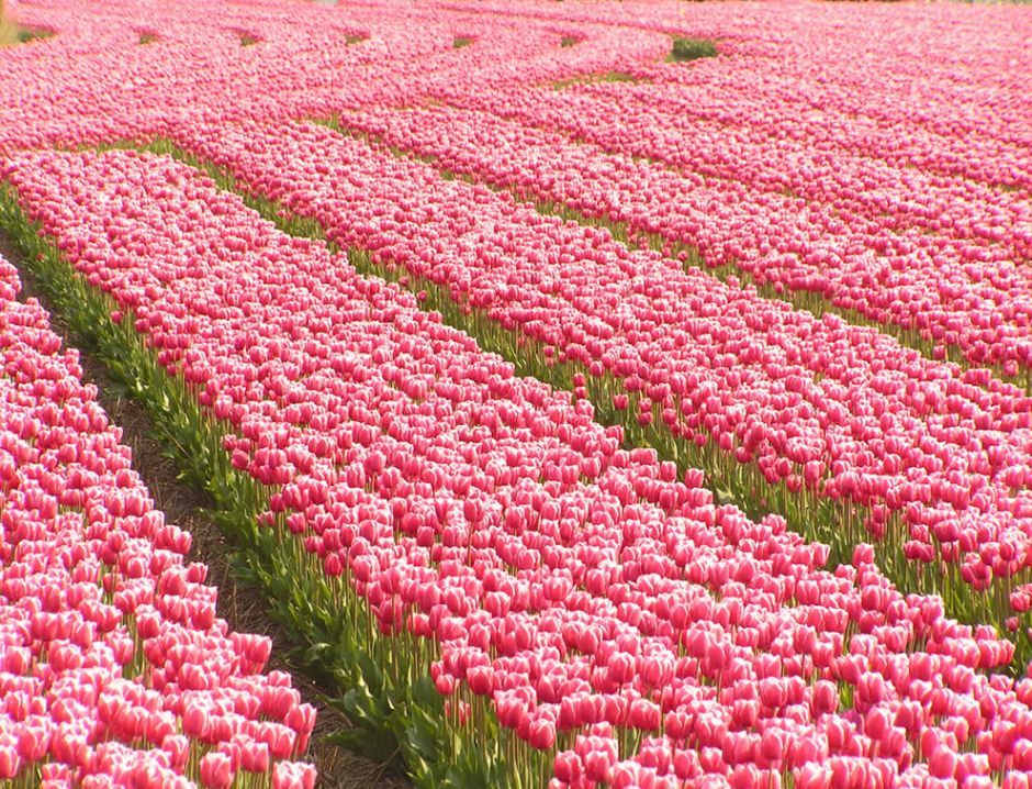 Overdose on pink in South Holland. Pink tulips symbolize caring and attachment. Not all tulips are incredibly fragrant, but some species are. Good scent or not, tulips are edible. During WWII and the Dutch famine of 1944, people survived by eating tulips and sugar beets. Photo by Felix63