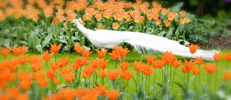 White peacock in the orange tulips at Keukenhof. Tulip flowers usually have 2-6 leaves, but some species have up to 12 leaves. Generally tulips have one flower per stem, yet there are a few species that have up to 4 flowers on a single stem. Photo by ♥siebe ©