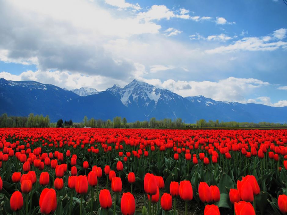 Sea of red tulips in Fraser Valley. Photo by Kyle Pearce