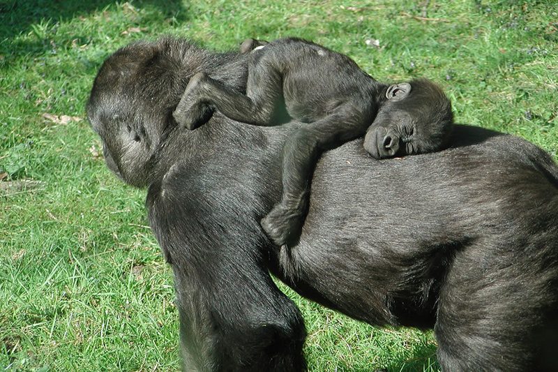 Baby gorilla sleeping on mom’s back, cause mom says to get at least 8 hours of sleep. Photo by bartdubelaar