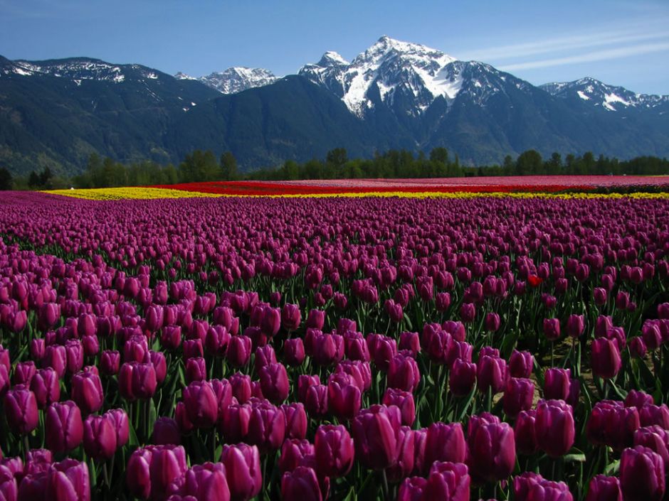 Tulip fields on Seabird Island, Agassiz, British Columbia. Tulip festivals are held in many locations around the world. These gorgeous and beautifully-fragrant flowers were once so popular that they sparked a speculative frenzy now called “tulip mania.” During this time, tulips were so expensive that they were treated as a form of currency. Photo by Dru!