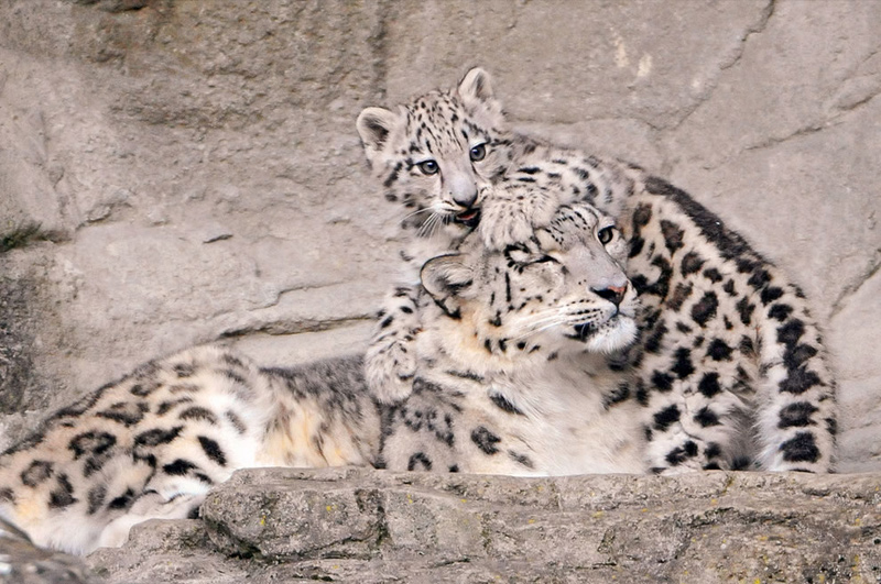 Mom snow leopard: “You are getting on my last nerve.” Photo  by Tambako the Jaguar