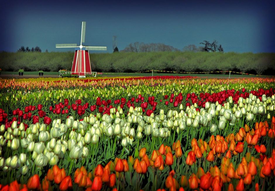 Wooden Shoe Tulip Festival in Oregon. Once upon a time, tulips crashed the Dutch economy. During the 1600s, tulips were so wildly popular in Holland that social status was measured by exotic tulips. “At the peak of tulip mania, in March 1637, some single tulip bulbs sold for more than 10 times the annual income of a skilled craftsman. It is generally considered the first recorded speculative bubble.” Photo by Misserion