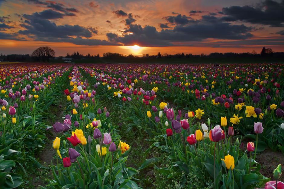 Tulip fields at sunset. Did you know that tulips come in many colors, except for pure blue? Tulips with “blue” in the name usually have a violet hue. Photo by stokes rx