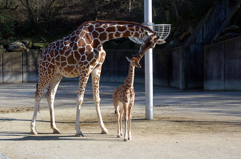 She gives her baby a kiss and sees her child off to his/her first day of school. Photo by Memphis CVB