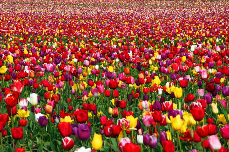 “Joyful Runway.” Wikipedia states, “In Persia, to give a red tulip was to declare your love. The black center of the red tulip was said to represent the lover’s heart, burned to a coal by love’s passion.” More specifically, to give a red tulip was to say “As the redness of this flower, I am on fire with love.” And “to give a yellow tulip was to declare your love hopelessly and utterly.” Photo by Ian Sane