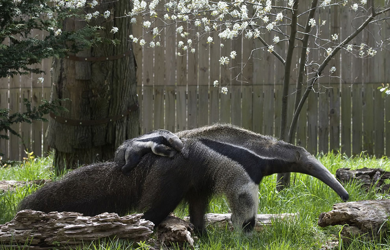 Baby Giant Anteater piggyback-riding mom. Photo by Smithsonian’s National Zoo