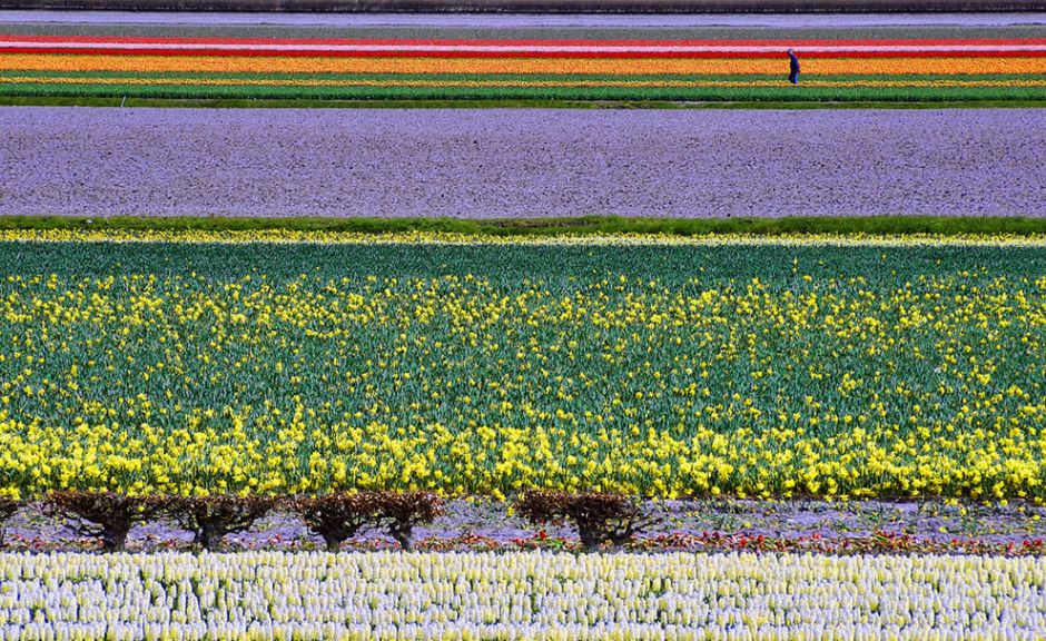 Dutch Color Fields. The photographer noted, “Flower fields in North-Holland comprising various blossoming flower species.” Photo by Peter Femto