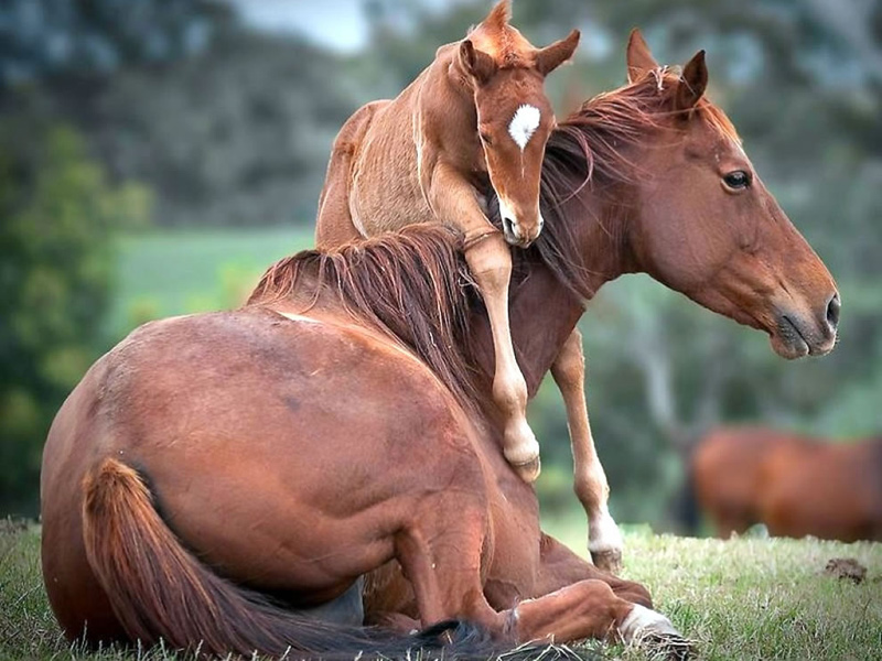 There’s not much kick-back-and-relax time for mom. Foal urging momma horse to get up and play. Photo via PicPetz