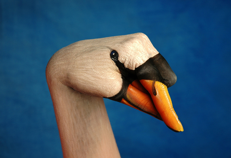 Swan-Regal-Swan1