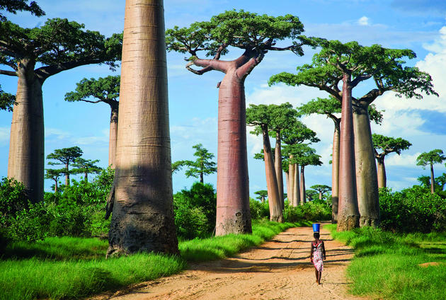 Avenue of the Baobabs, Madagascar. Photo by Todd Gustafson.
