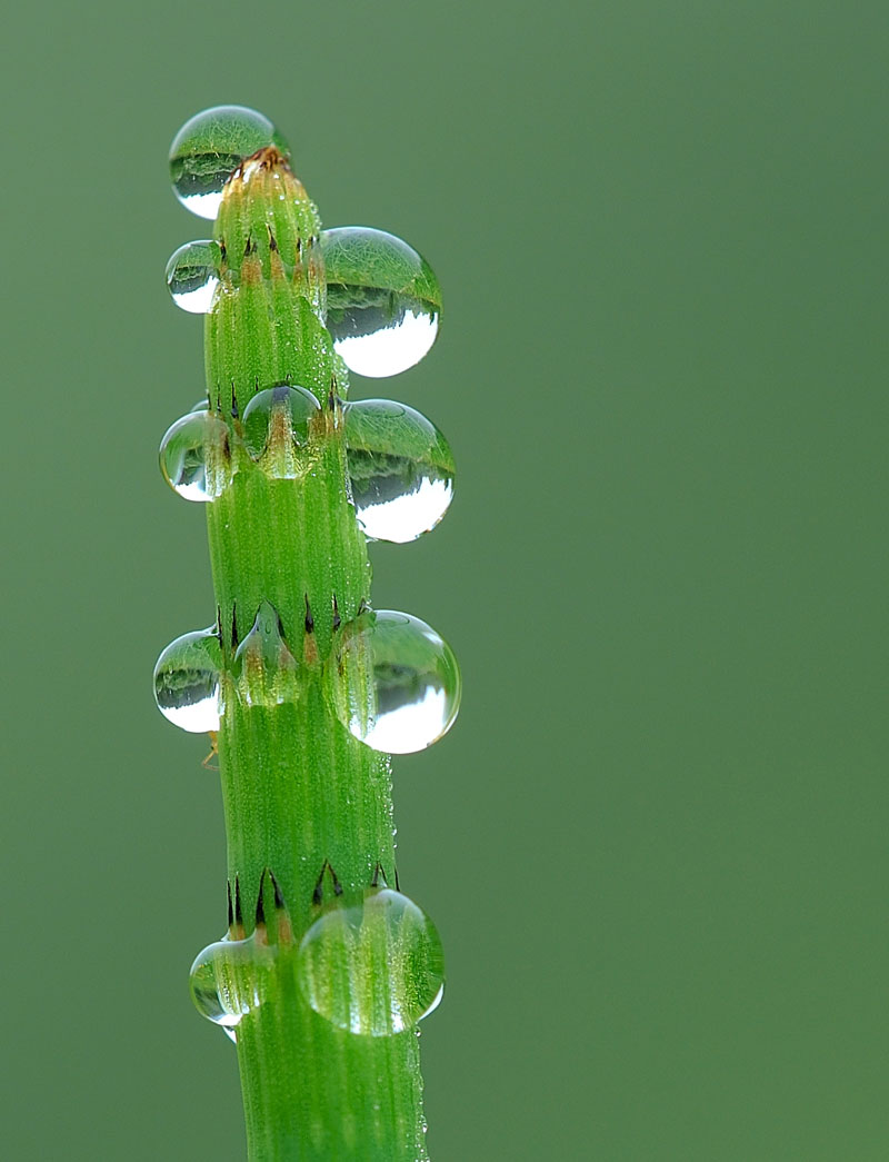 guttation-droplets-on-leaves-2