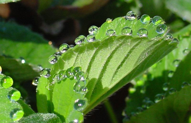 guttation-droplets-on-leaves-4