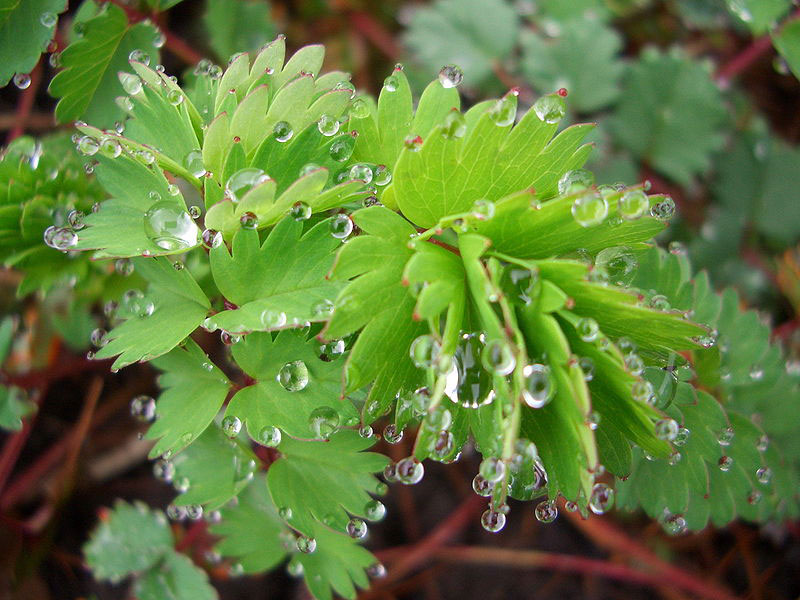 guttation-droplets-on-leaves-6