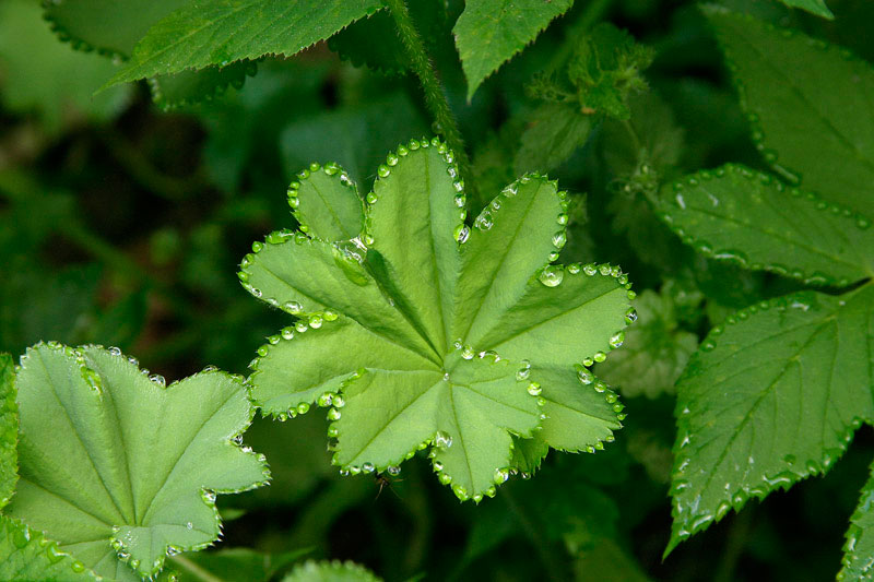 guttation-droplets-on-leaves-8
