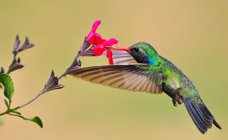 the-hummingbird-and-the-flower
