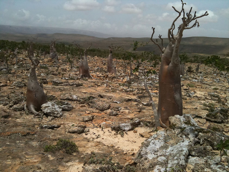 Another-Socotra-forest